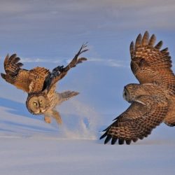 In order to look for their prey owls