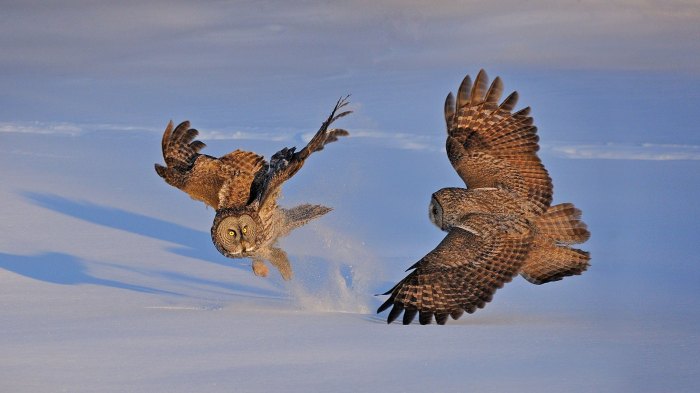 In order to look for their prey owls