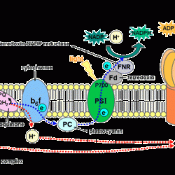 Ap biology photosynthesis practice questions