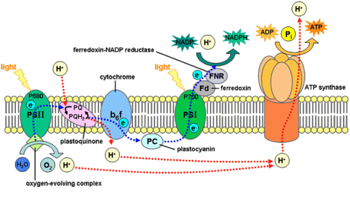 Ap biology photosynthesis practice questions