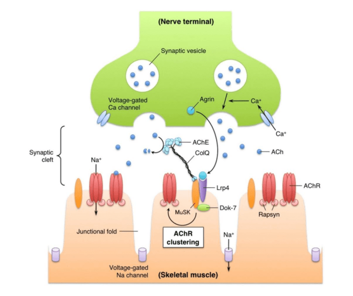 Myasthenia gravis system disorder template