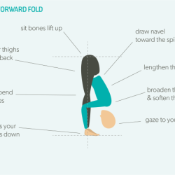 Bend as a muscle crossword