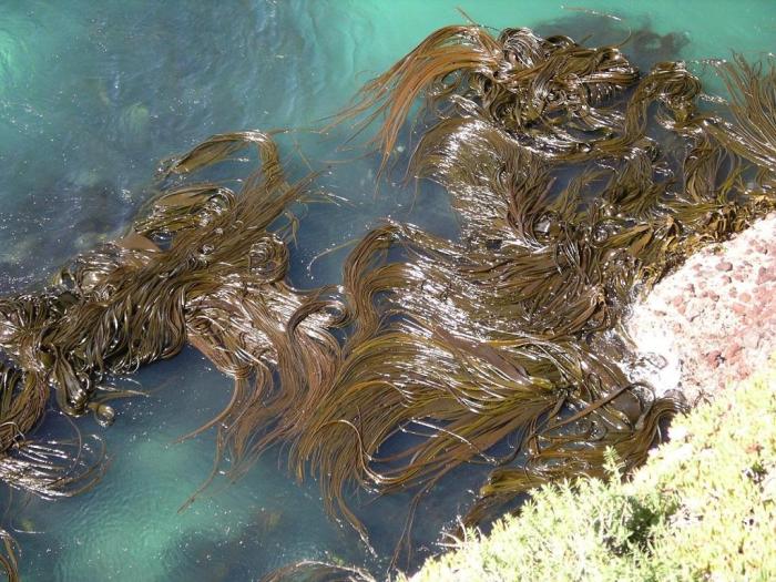 Seaweed characteristics getty fotografie prill mediendesign istock