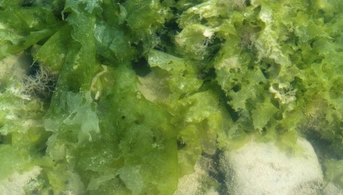 Algas seaweeds halimeda alga incrassata caulerpa balearic invasive invasora ballesteros conozcamos nuestras marilles enric