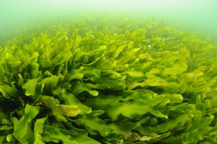 Seaweeds can be best differentiated from true plants because seaweeds